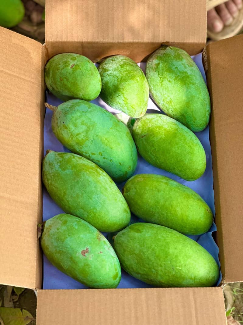multani mango 3