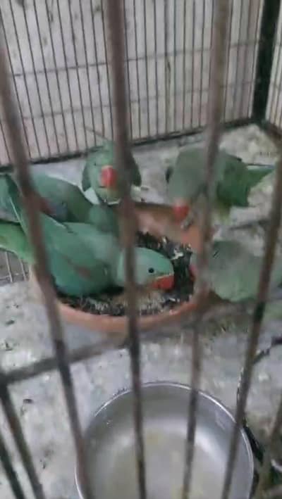 bolane wale Raat hote bilkul young sehatmand healthy