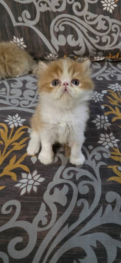 Piki face kittens
