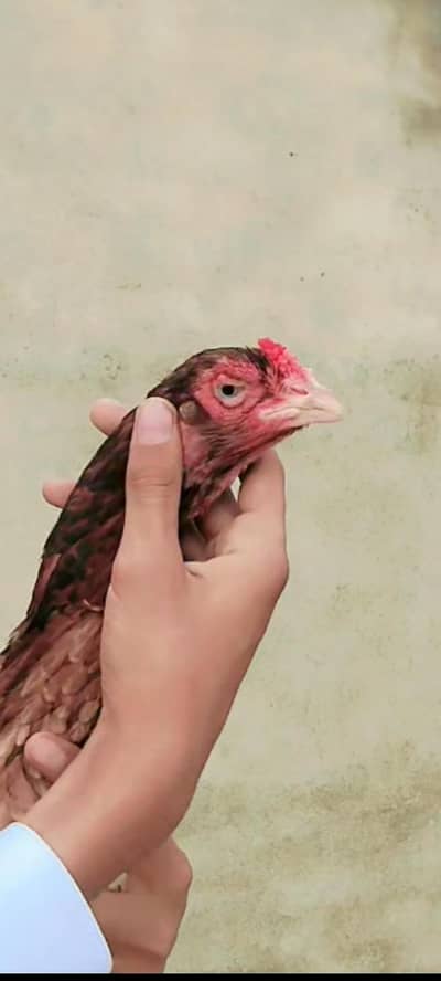 Aseel breeder pair forsale