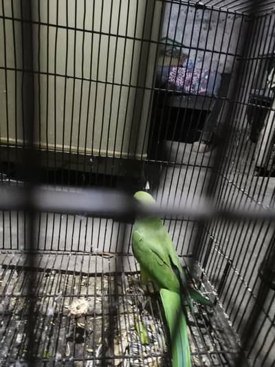 taking parrot
