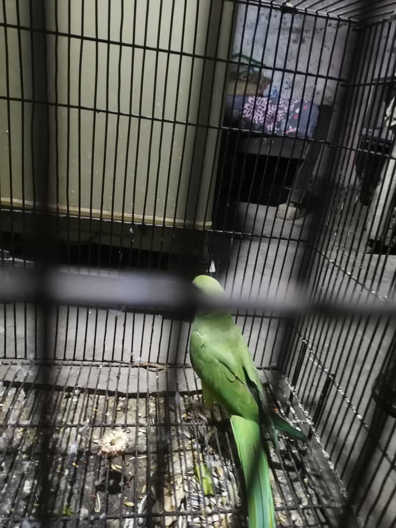 taking parrot 0