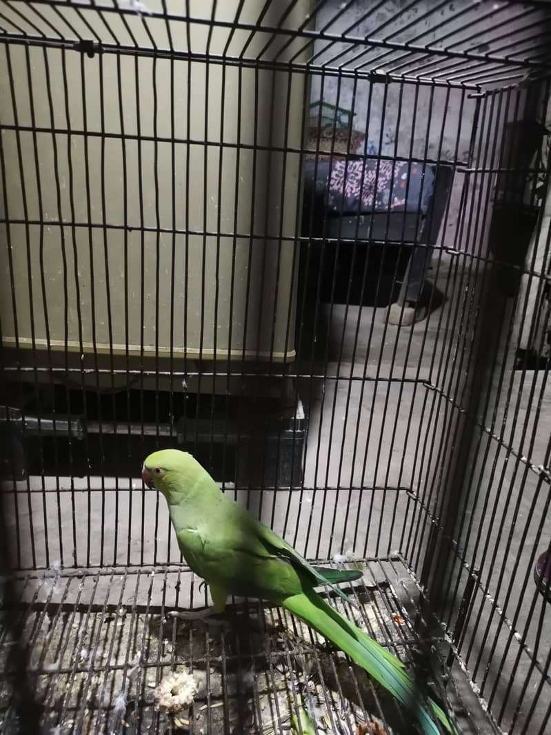 taking parrot 1