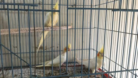 breeder pair