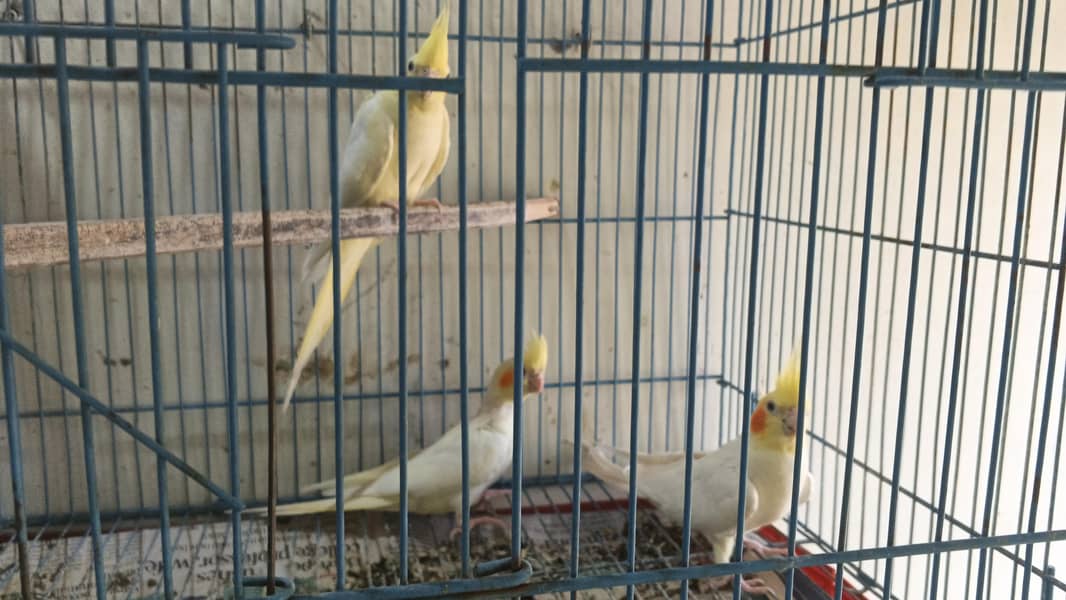 breeder pair 0