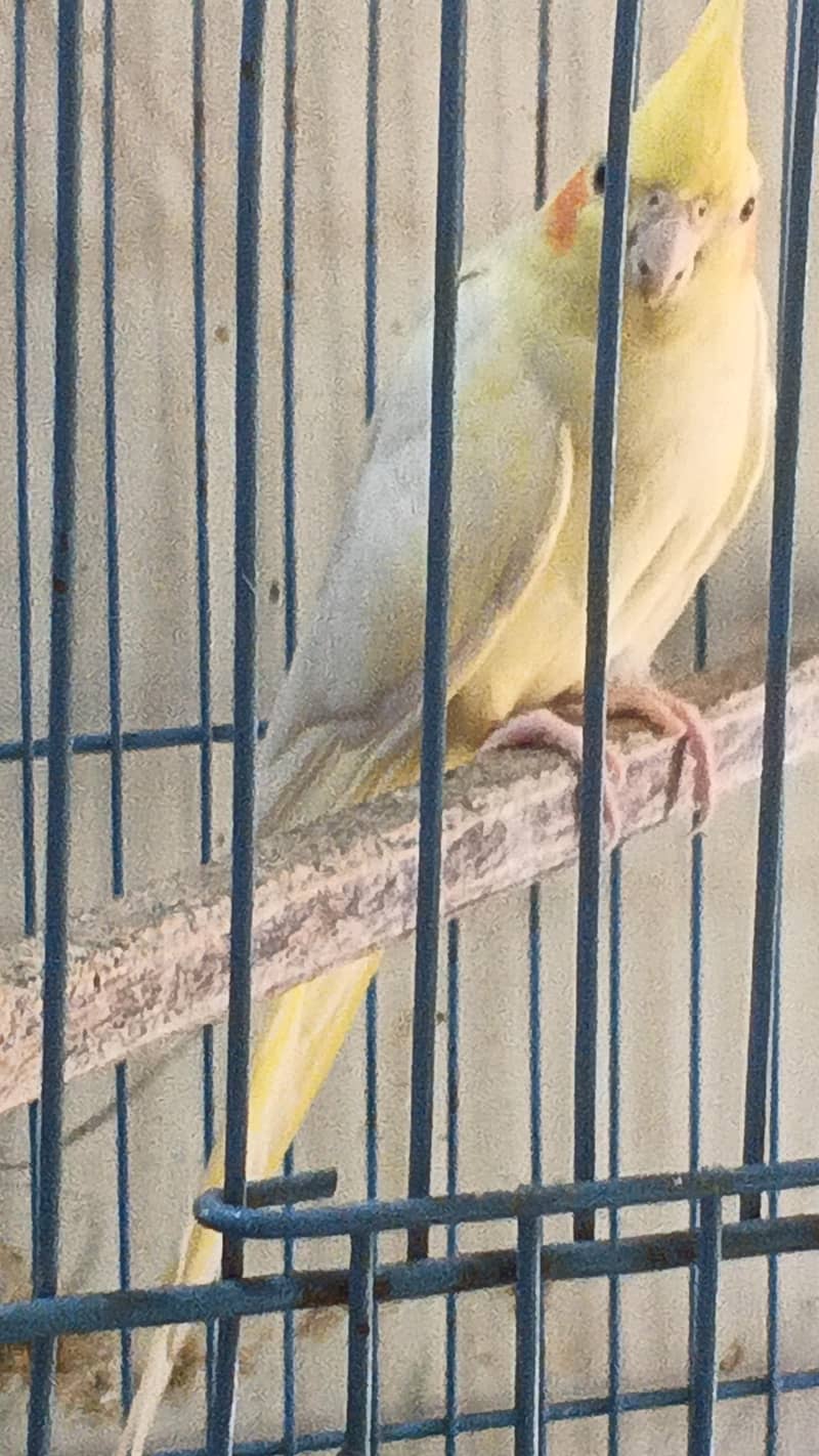 breeder pair 1