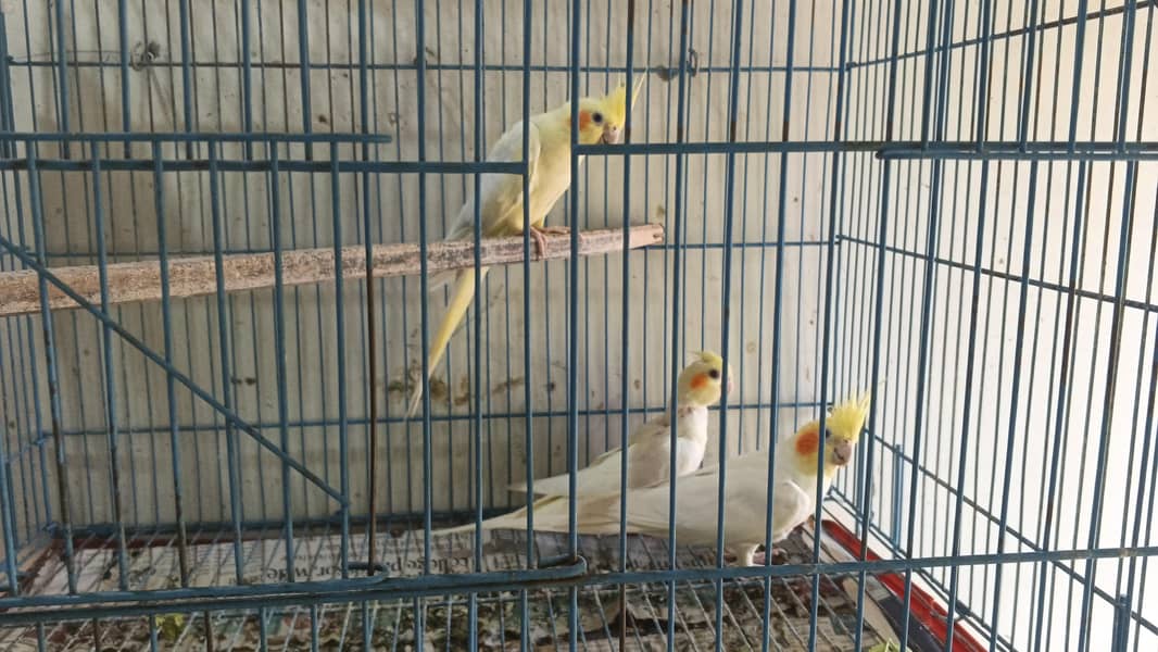 breeder pair 2