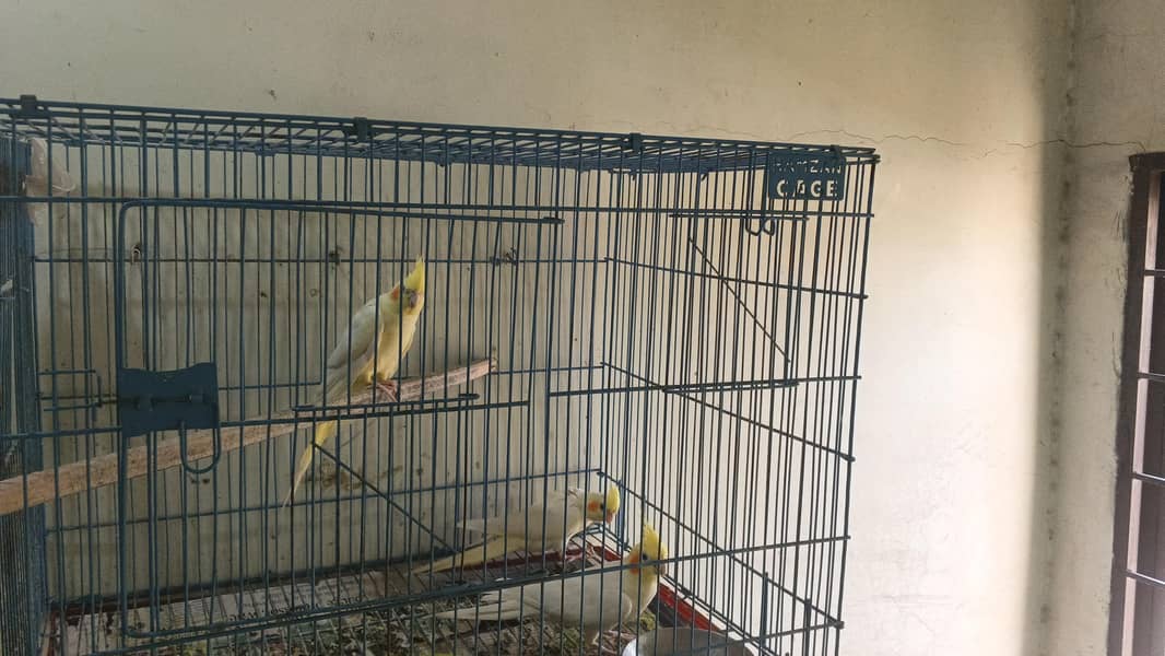 breeder pair 3