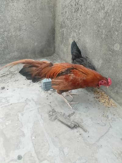 aseel pair and one Desi murgi