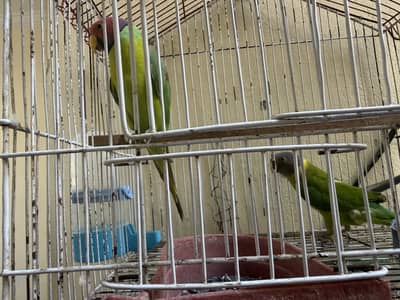 Plum headed parrots