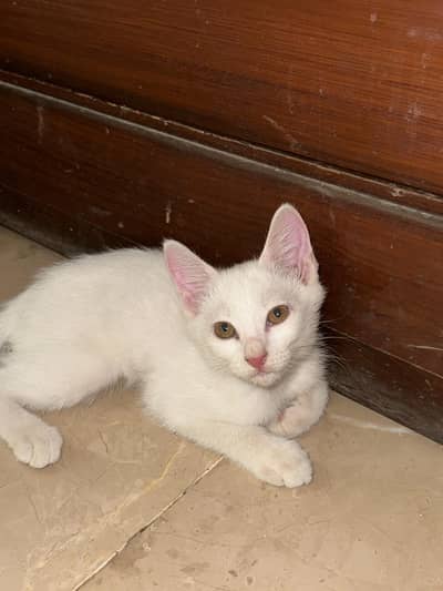 Pesian kitten on sale