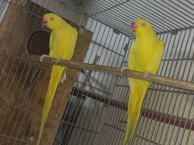 top quality yellow ring neck pair