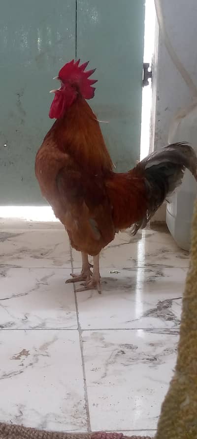 mirsi murgha healthy hn