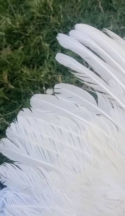 eggs laying hen