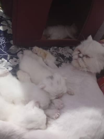 Persian kittens and cat  triple coated