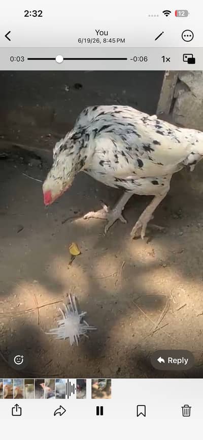 Female for sale
