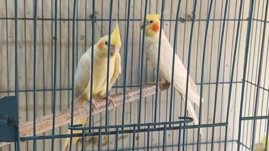 confirm breeder pair with one chick