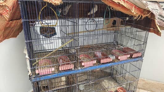 birds with cage