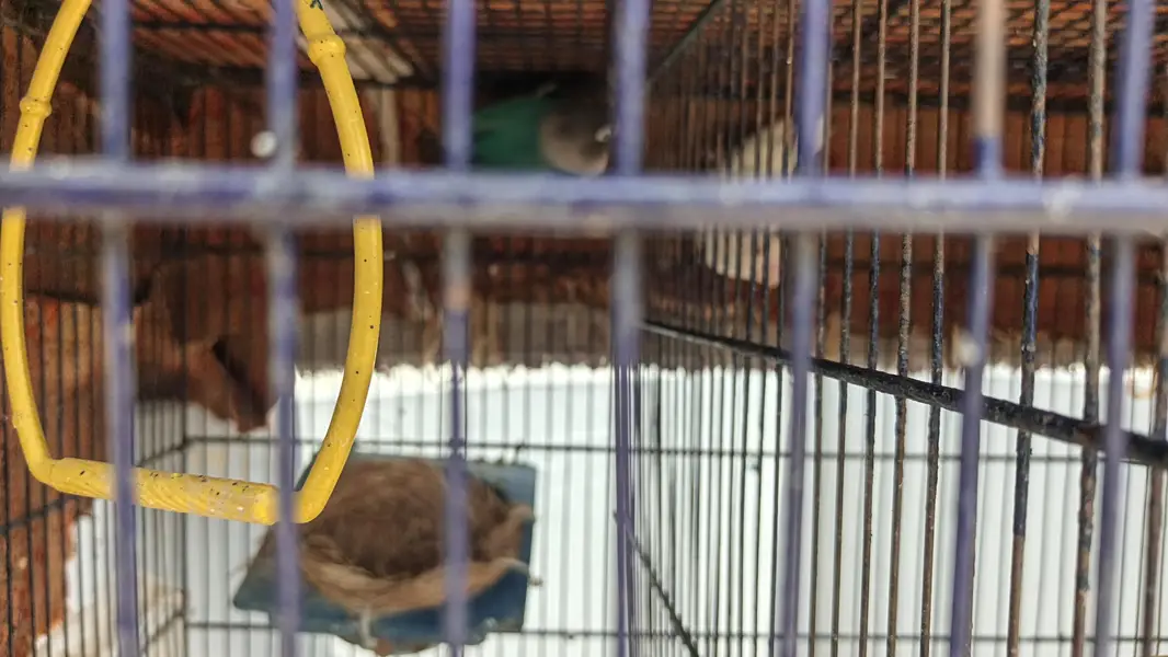 birds with cage — photo 2