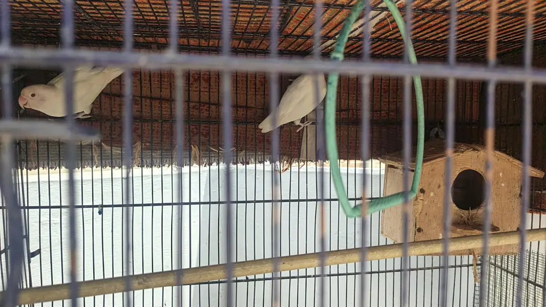 birds with cage — photo 3