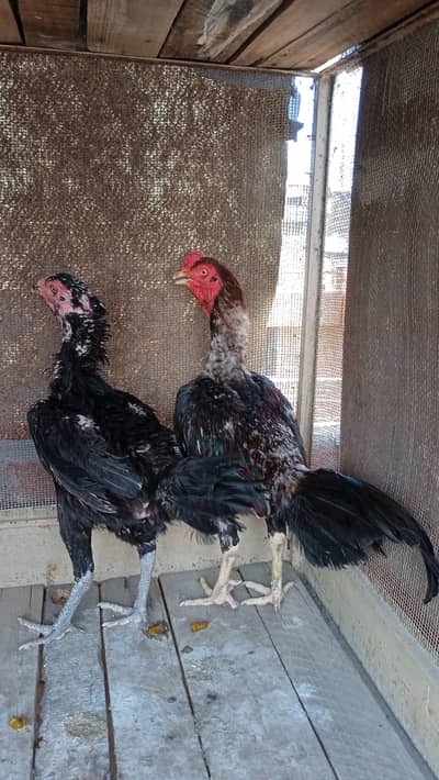 aseel pair