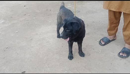 Labrador