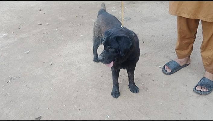 Labrador 0