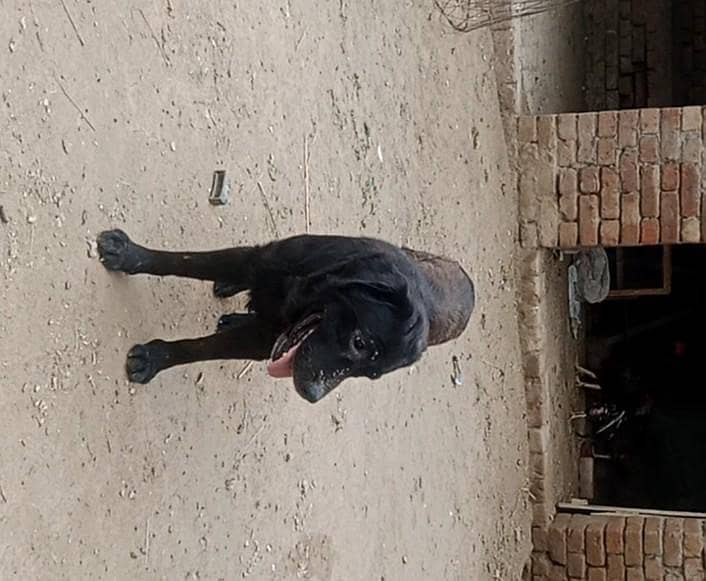 Labrador 1