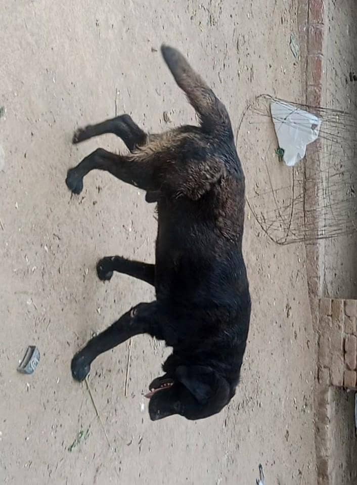 Labrador 2