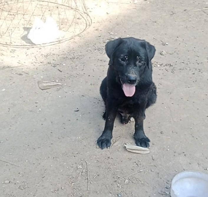 Labrador 3