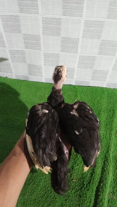 Aseel breed chick