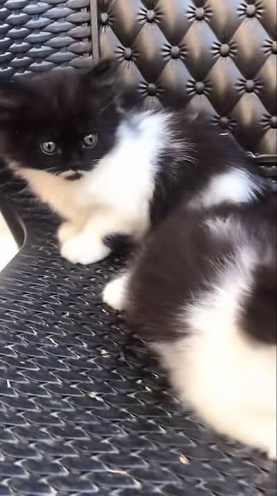 persion kitten male avible 2month age self feed