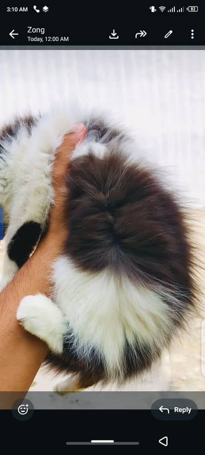 only 1 persion kitten male avible 2month age self feed