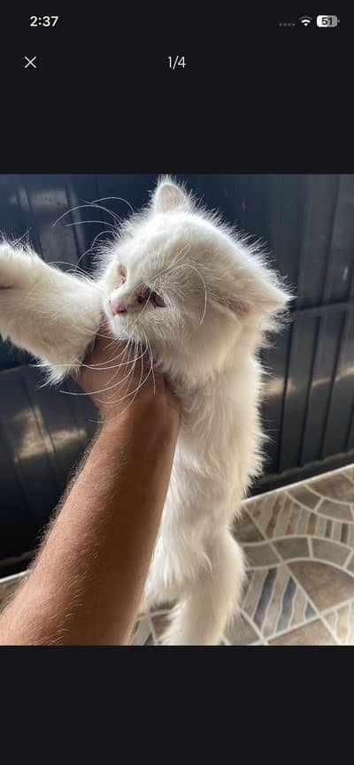 Persian Cat For Sale