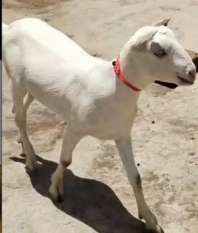 teddy female gulabi