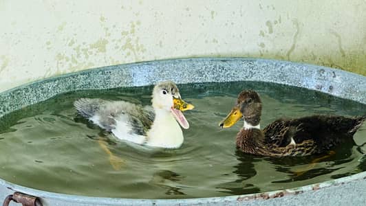 Campbell Ducks / Ducks / Pair