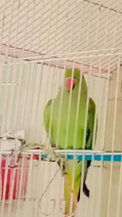 Female ringparrot