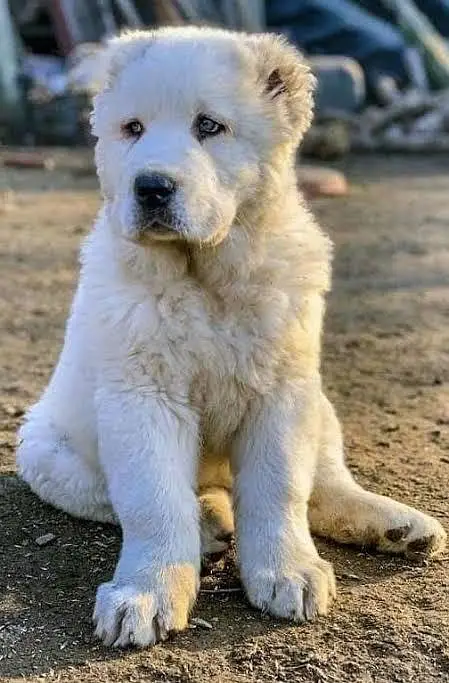 Alabai (central Asian shepherd ) pups available — photo 2