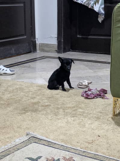 Black German shepherd double coatedh
