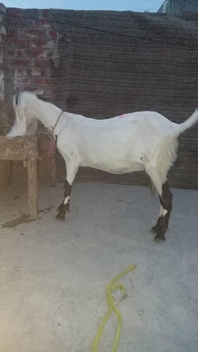 doodh wali bakri