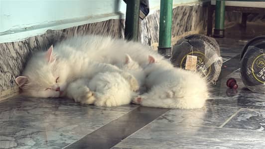 Long Coat High Quality Full White Persian Kittens