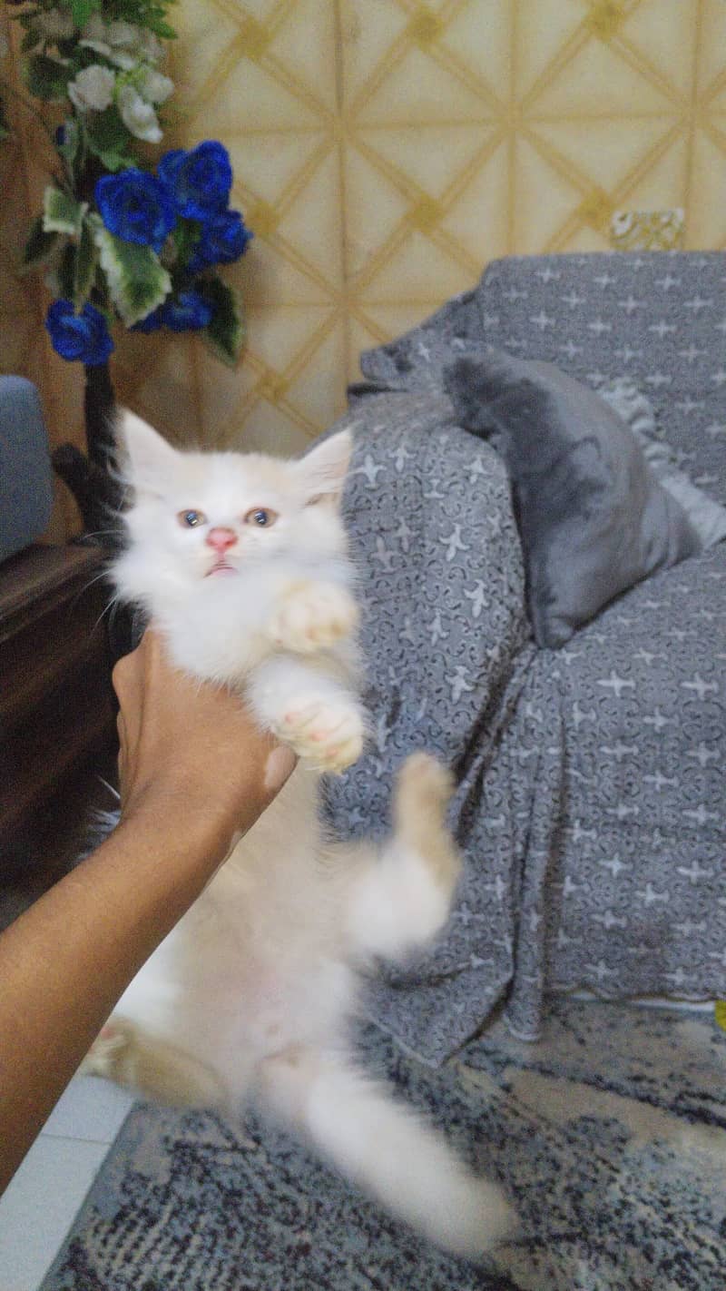 for sale 2