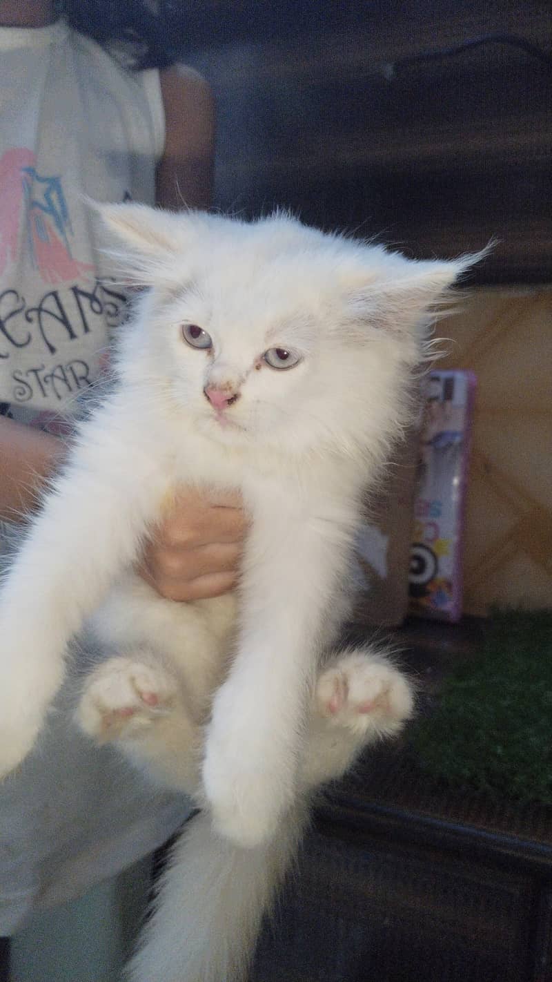 for sale 3