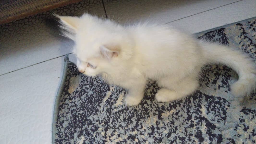 for sale 5