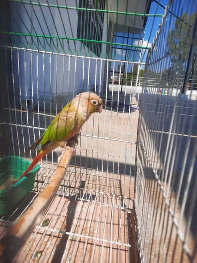 PINAPPLE CONURE