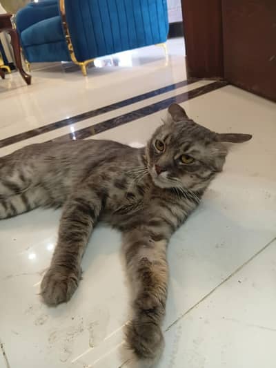 persian cat