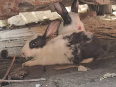 2 month rabbits for sale