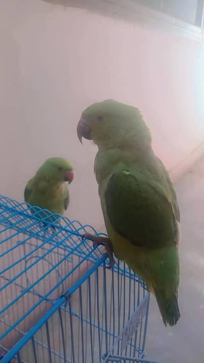 Talkative
