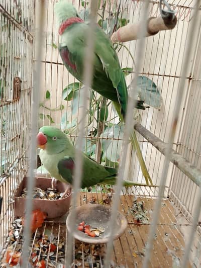 Raw parrot breeding pair for sale 2 dafa breeding ki he