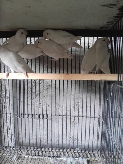 lovebirds pairs